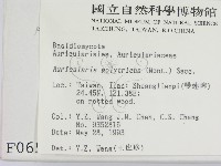 毛木耳藏品圖，第2張