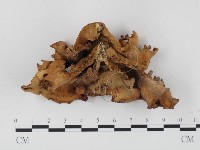 登錄號:F0000659藏品圖，第1張