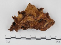 登錄號:F0000659藏品圖，第4張