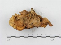 登錄號:F0000659藏品圖，第5張