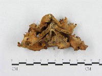 登錄號:F0000659藏品圖，第6張