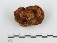 登錄號:F0000660藏品圖，第1張