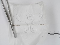 登錄號:F0000662藏品圖，第1張