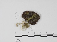 登錄號:F0000666藏品圖，第1張