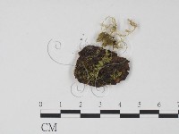 登錄號:F0000666藏品圖，第3張