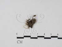 登錄號:F0000671藏品圖，第1張