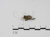 登錄號:F0000671藏品圖，第3張