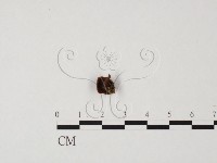 登錄號:F0000674藏品圖，第1張