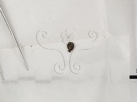 登錄號:F0000681藏品圖，第3張