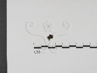 登錄號:F0000686藏品圖，第1張