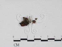 登錄號:F0000687藏品圖，第3張