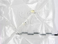 登錄號:F0000697藏品圖，第1張