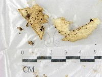 登錄號:F0000698藏品圖，第1張