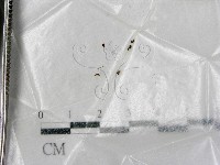 登錄號:F0000704藏品圖，第1張