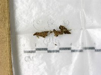登錄號:F0000705藏品圖，第1張