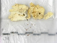 登錄號:F0000710藏品圖，第1張