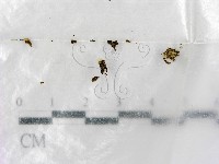登錄號:F0000717藏品圖，第1張
