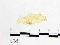 登錄號:F0000718藏品圖，第1張