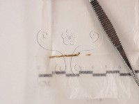 登錄號:F0000720藏品圖，第1張
