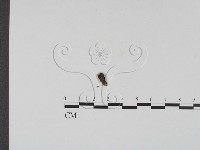 登錄號:F0000729藏品圖，第1張