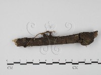 登錄號:F0000732藏品圖，第1張