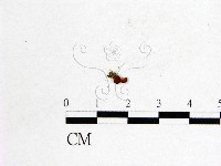 登錄號:F0000734藏品圖，第1張