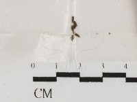 登錄號:F0000740藏品圖，第1張