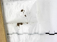 登錄號:F0000745藏品圖，第1張