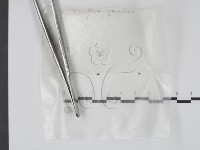 登錄號:F0000746藏品圖，第1張