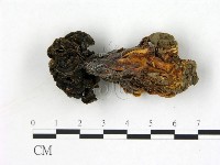 登錄號:F0000749藏品圖，第1張