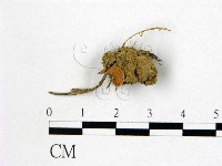 登錄號:F0000753藏品圖，第1張