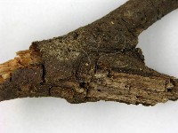 登錄號:F0000763藏品圖，第3張