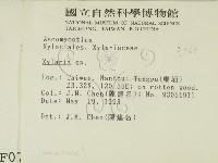 炭角菌屬藏品圖，第2張