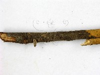 登錄號:F0000769藏品圖，第3張