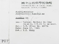 紅菇屬藏品圖，第2張