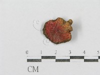 紅菇屬藏品圖，第3張