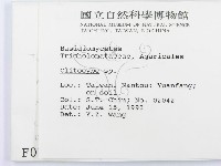 杯傘屬藏品圖，第2張