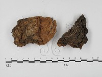 登錄號:F0000775藏品圖，第3張