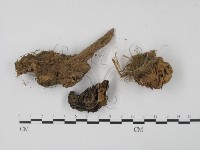 登錄號:F0000776藏品圖，第3張