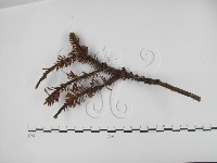 登錄號:F0000777藏品圖，第1張