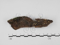 登錄號:F0000778藏品圖，第3張