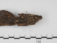 登錄號:F0000778藏品圖，第4張