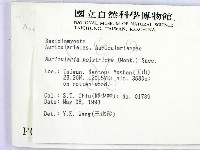 毛木耳藏品圖，第2張