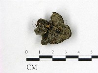 毛木耳藏品圖，第3張