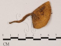 登錄號:F0000781藏品圖，第1張