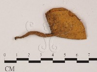 登錄號:F0000781藏品圖，第3張