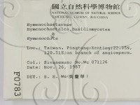刺革菌屬藏品圖，第2張