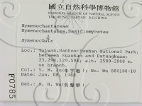 刺革菌屬藏品圖，第2張
