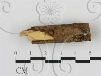 刺革菌屬藏品圖，第1張