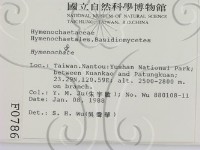 刺革菌屬藏品圖，第2張
